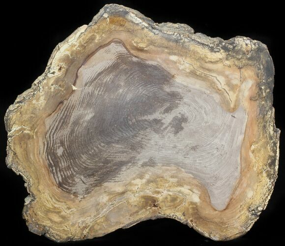 Petrified Wood Slab - Sweethome, Oregon #41353